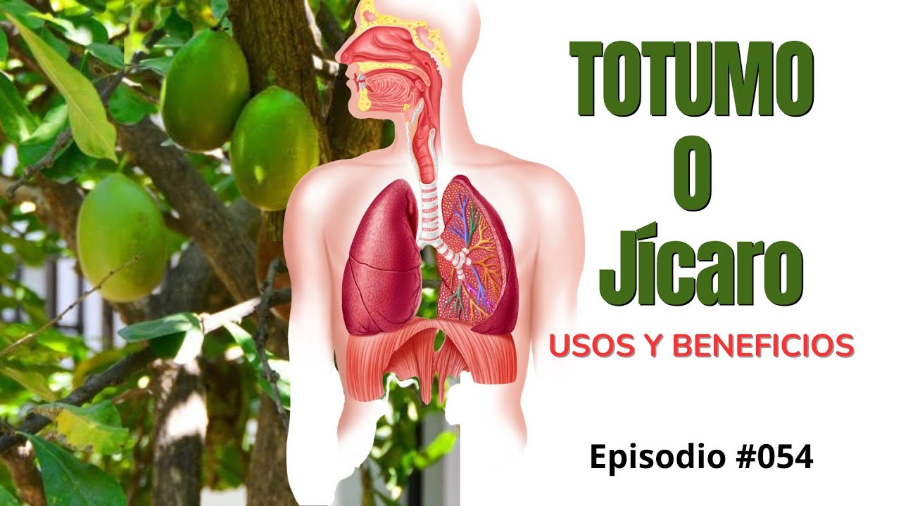 El Totumo o Totuma, T&aacute;paro, Cuastecomate, J&iacute;caro. #episodio054