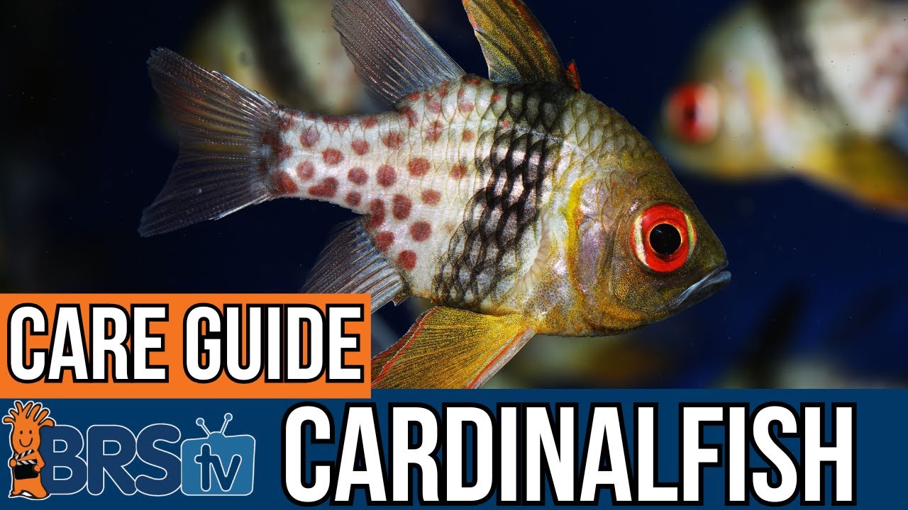 What Do Cardinalfish Need to Thrive?