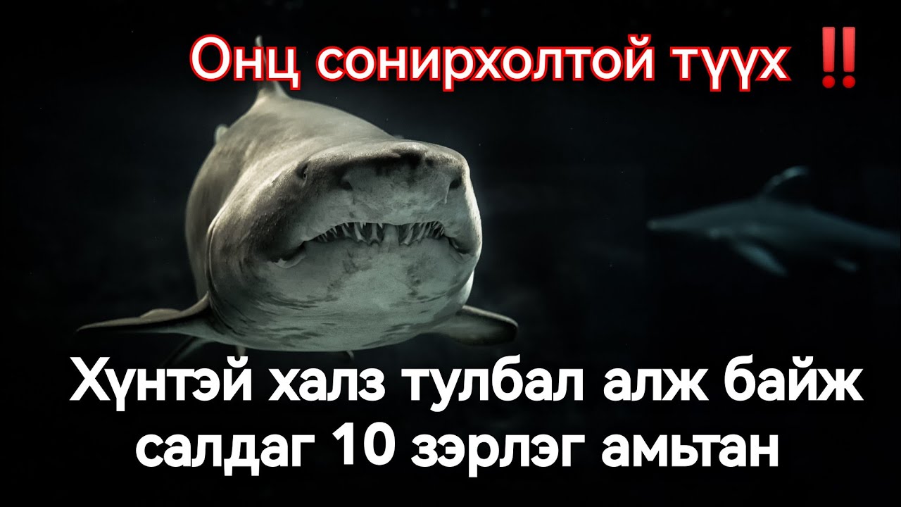 Энэ 10 амьтантай таарчихгүй амьдарчих юмсан. Гоё түүхүүд Goy tuuhuud 2024 mongol heleer kino duu