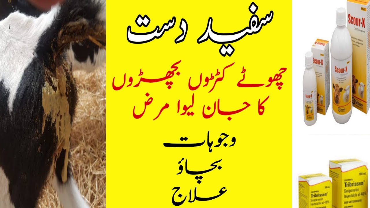 Calf Scours /Calf White Diarrhea Causes,Treatment And Prevention In Urdu Hindi - Animal Treatment