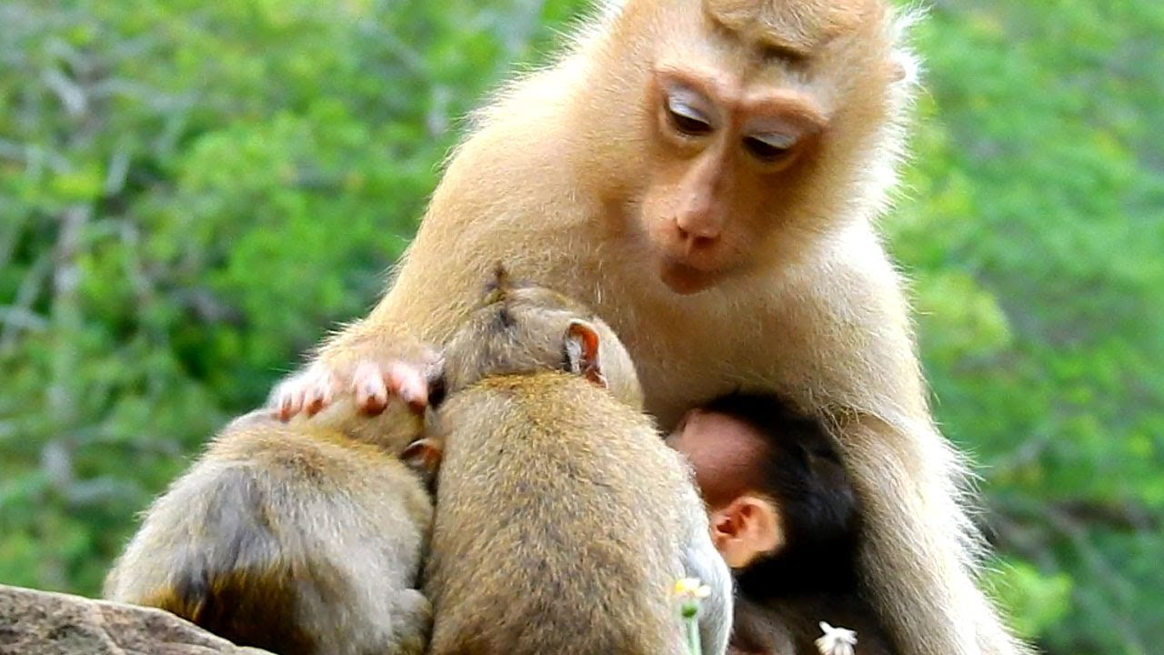 Monkey ROSE speaks to small monkeys gently