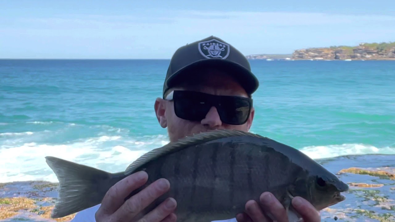 Catching Blackfish/Luderick of the rocks Sydney