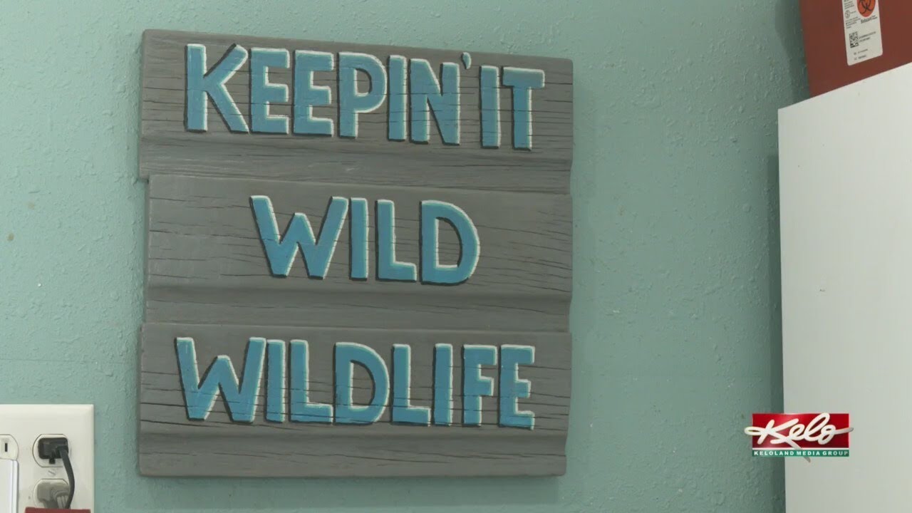 Wildlife rescue ramps up for spring in Jefferson, SD