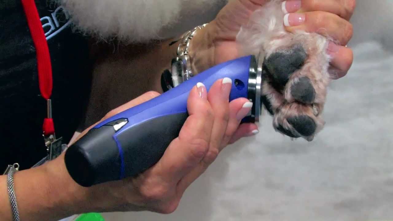 Diane Betelak on Grooming Poodle Feet