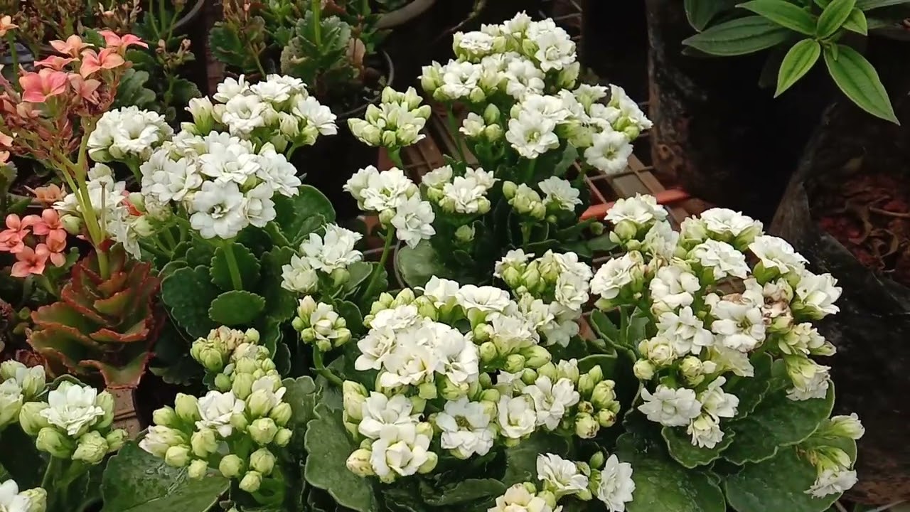 Kalanchoe, Widow's-thrill, tropical succulent plants