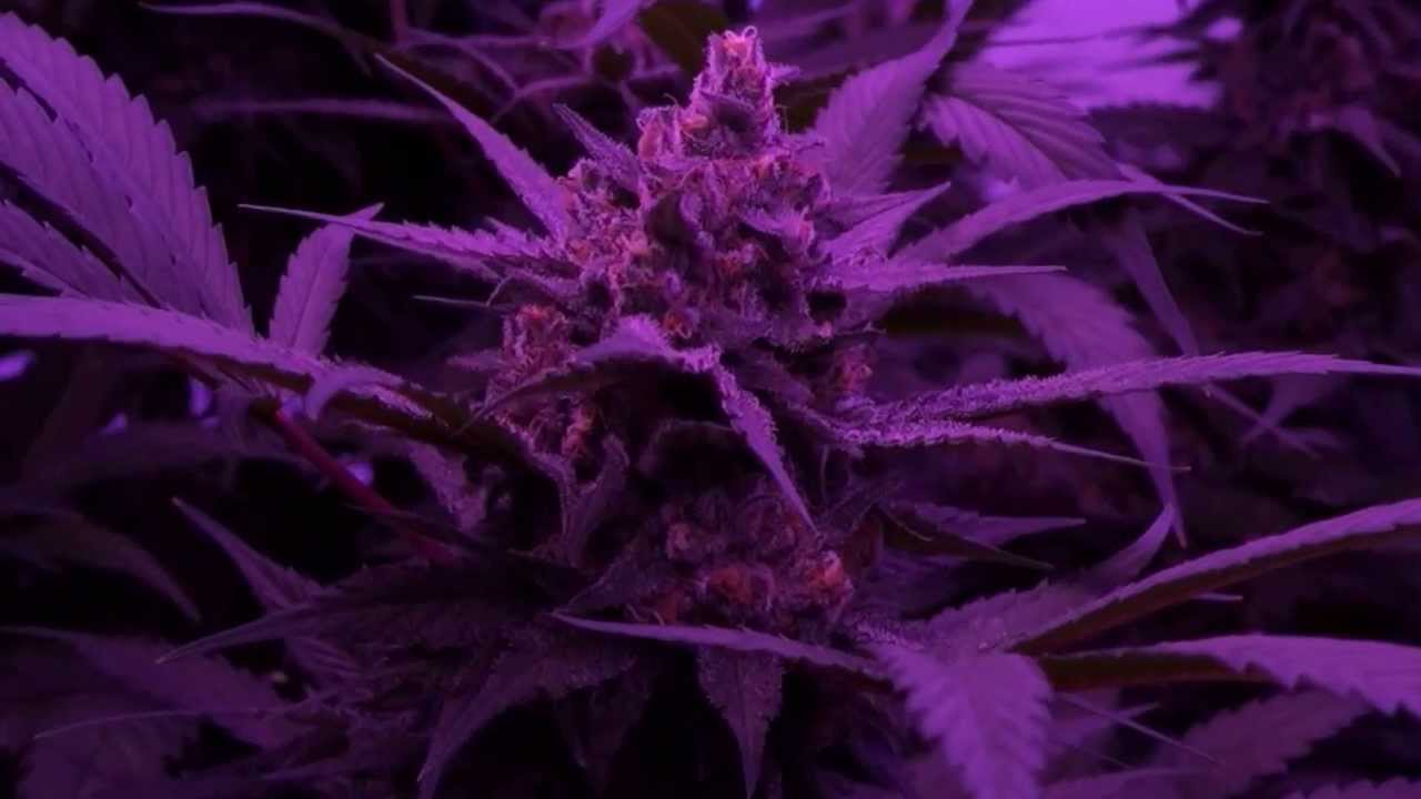 Kushington Farms Grows a beautiful Blue Lemon Thai with Lush Lighting