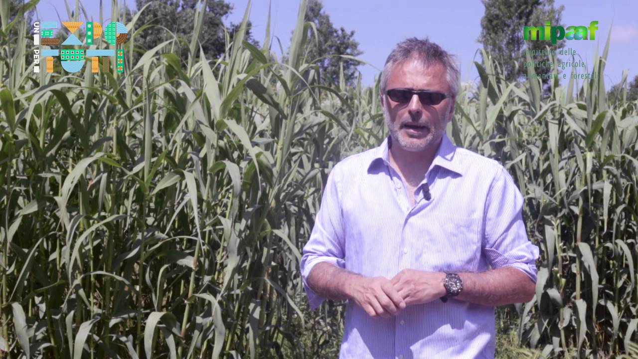 La canna comune per la produzione di biogas