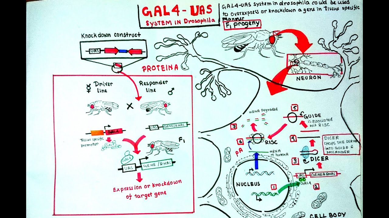 Система Gal4 UAS у дрозофилы