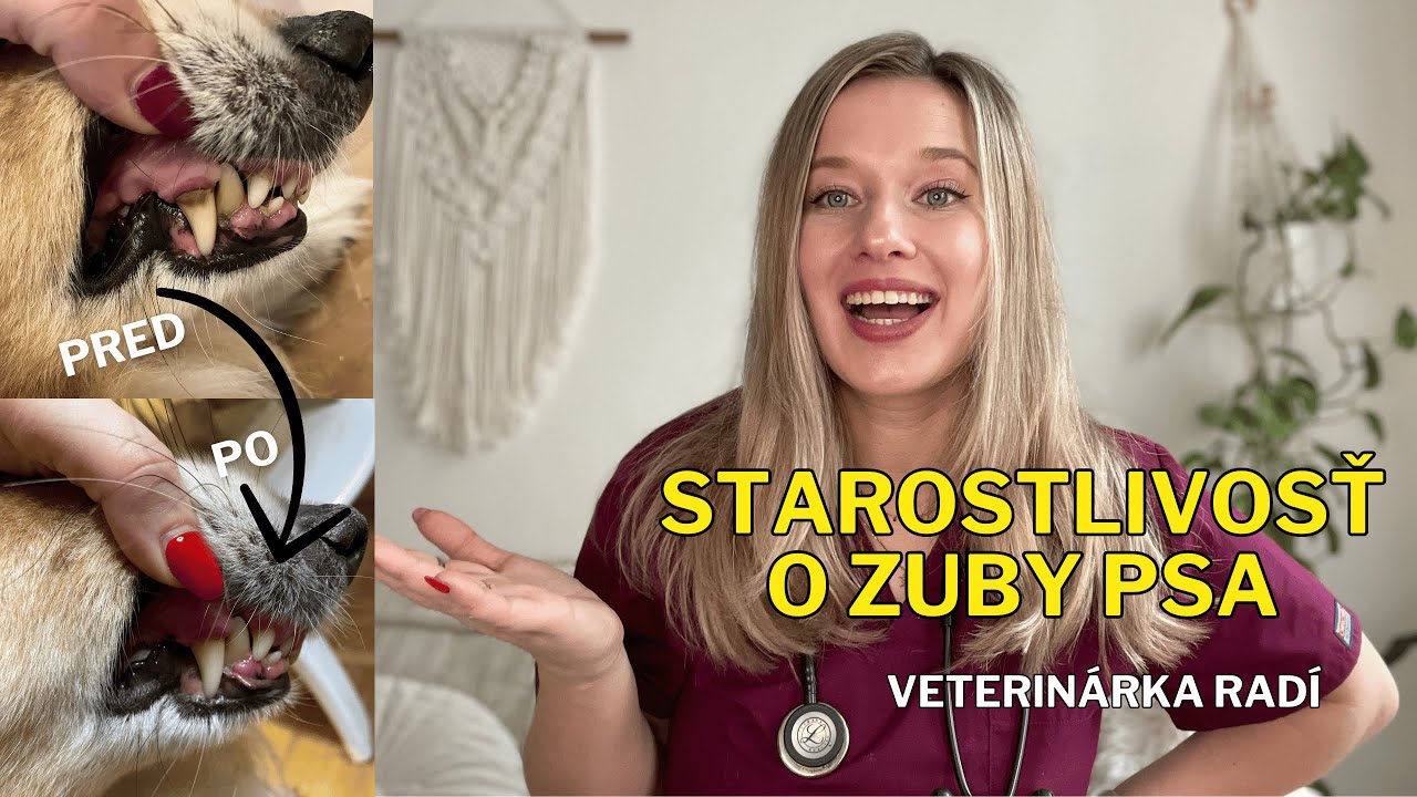 Ako sa starať u zuby psa? / Ultrazvukové čistenie zubov psa.
