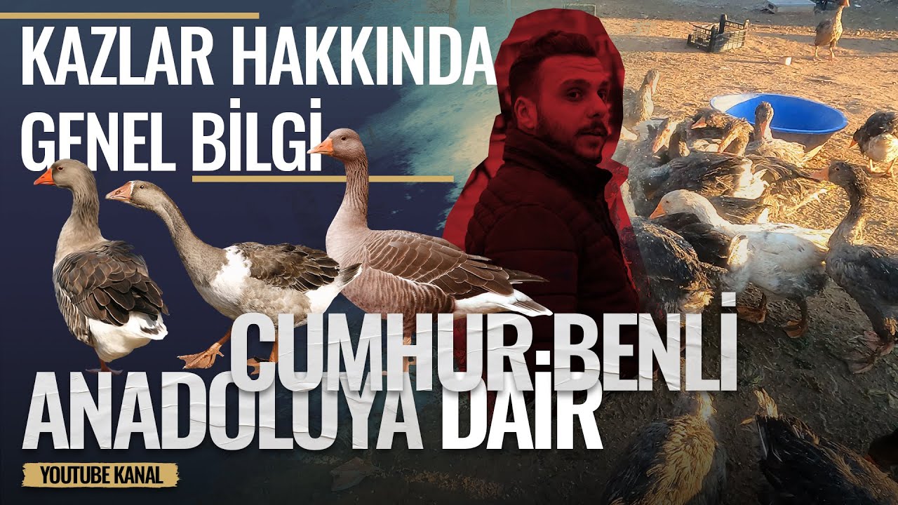 KAZLAR HAKKINDA BİLGİ │ KAZLARIMIZA YEM HAZIRLADIK !!! │ VE YENİ GO PRO İLE İLK &Ccedil;EKİM DENEYİMİMİZ.