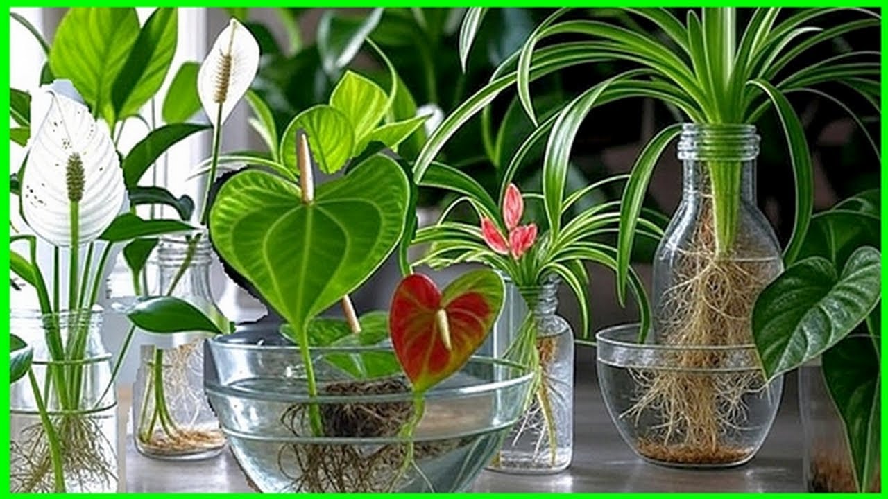 Top 12 Indoor Plants You Can Grow in Water – No Soil Needed!