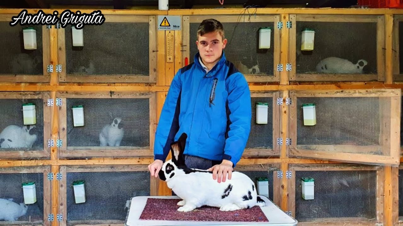 Prezentare matca Urias Pestrit (Andrei Griguta )