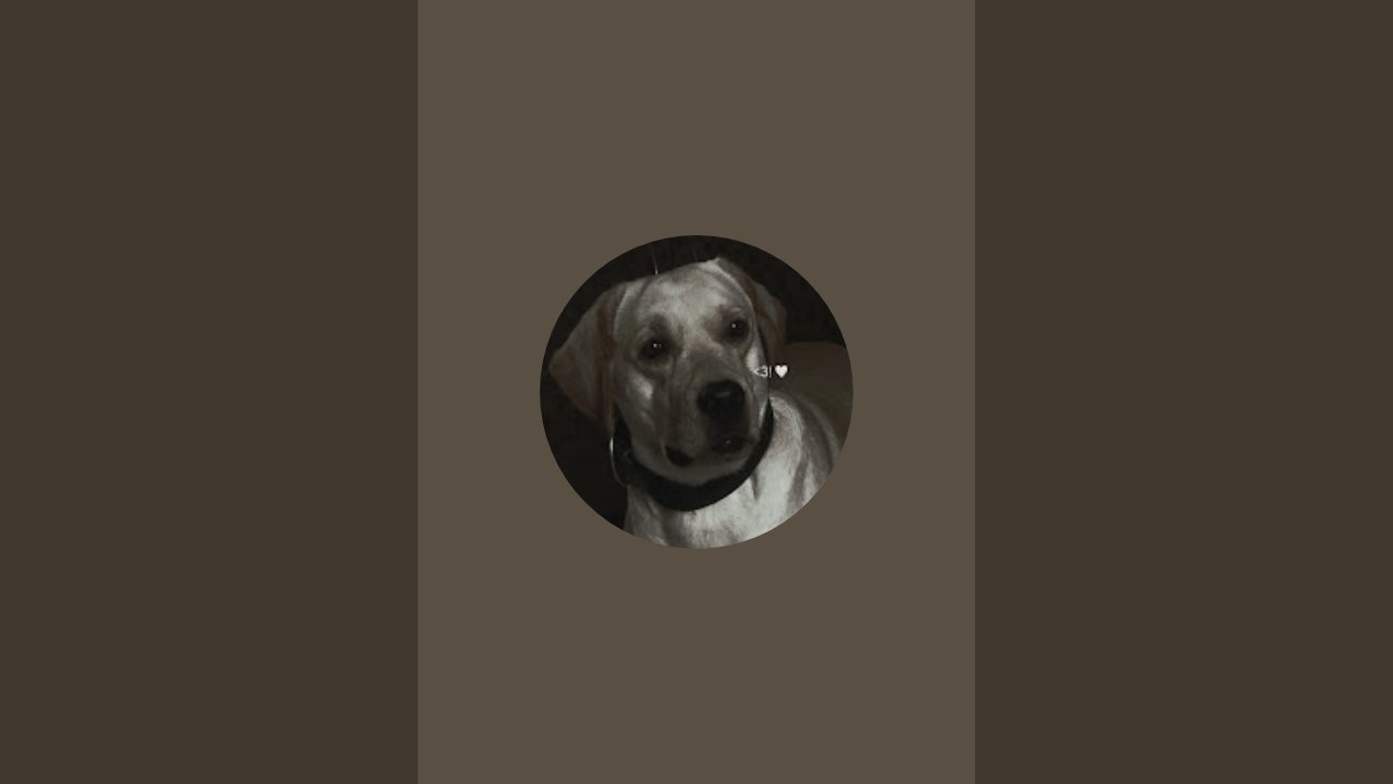 Oggy The Labrador is live!