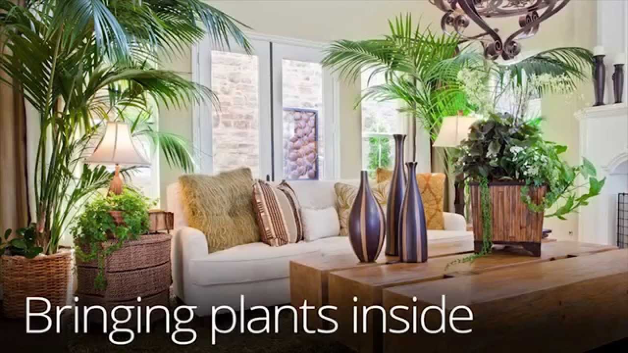 Bringing Plants Indoors For Winter