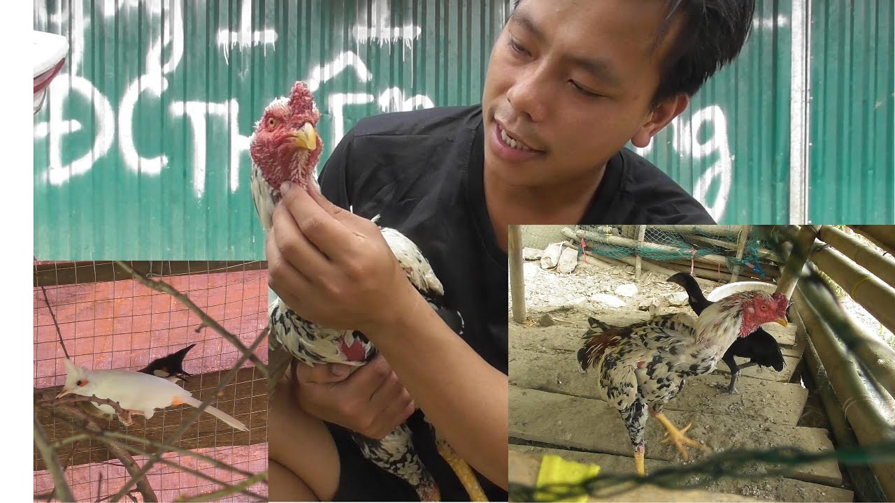 Ghép Trống Mơ Và Mái ô Sẽ Ra Con Như thế Nào Và Sửa Avi Cho Chim Để Năm Mới / Yig Xyooj SAD