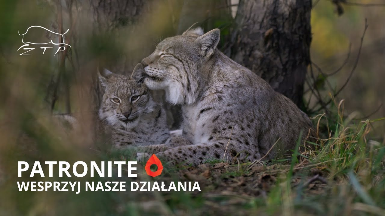 Wesprzyj nas na Patronite! | Zachodniopomorskie Towarzystwo Przyrodnicze