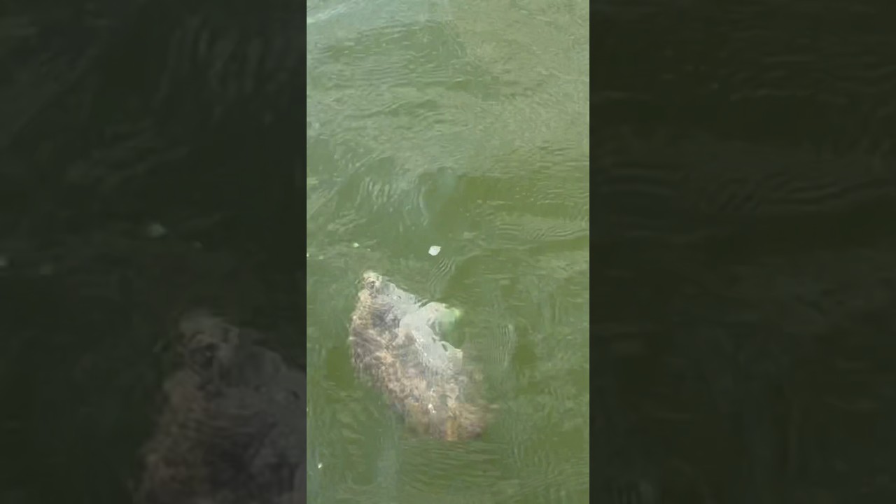 We trippin on Tripletail! 