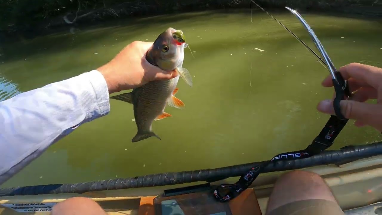 Domolykó pergetés HMG Lures wobblerekkel a Dráván