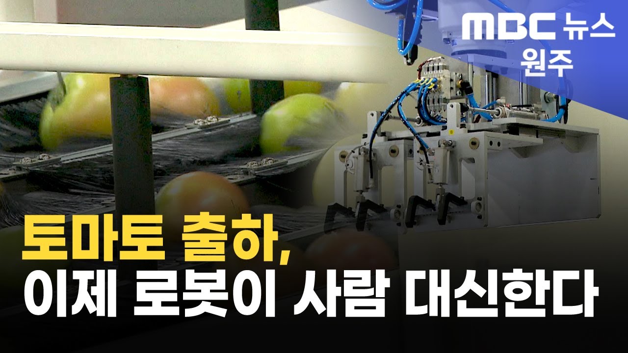 2025. 6. 17 [원주MBC] 토마토 출하, 이제 로봇이 사람 대신한다