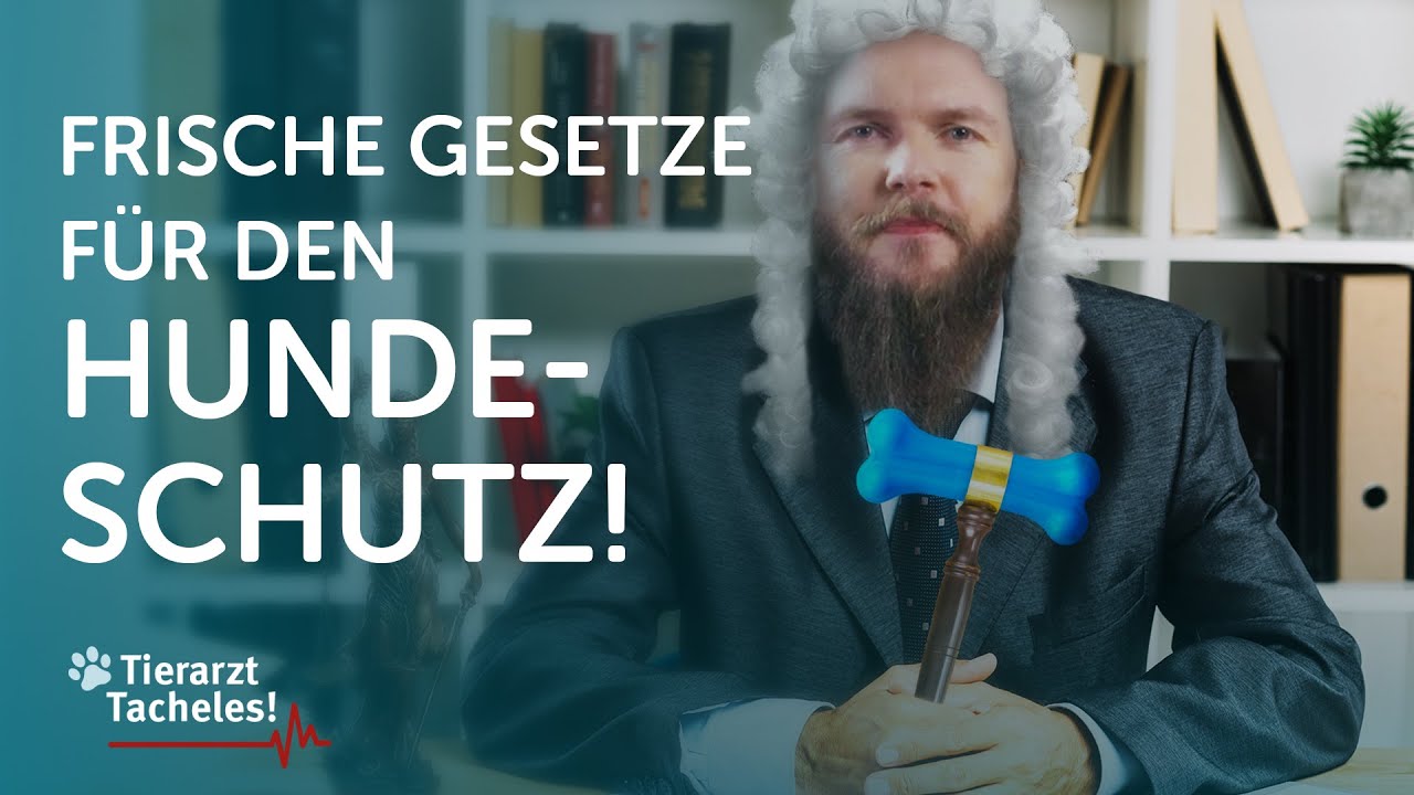 Frische Tierschutz-Hundeverordnung | Tierarzt Tacheles mit Sebastian Go&szlig;mann-Jonigkeit | ZooRoyal