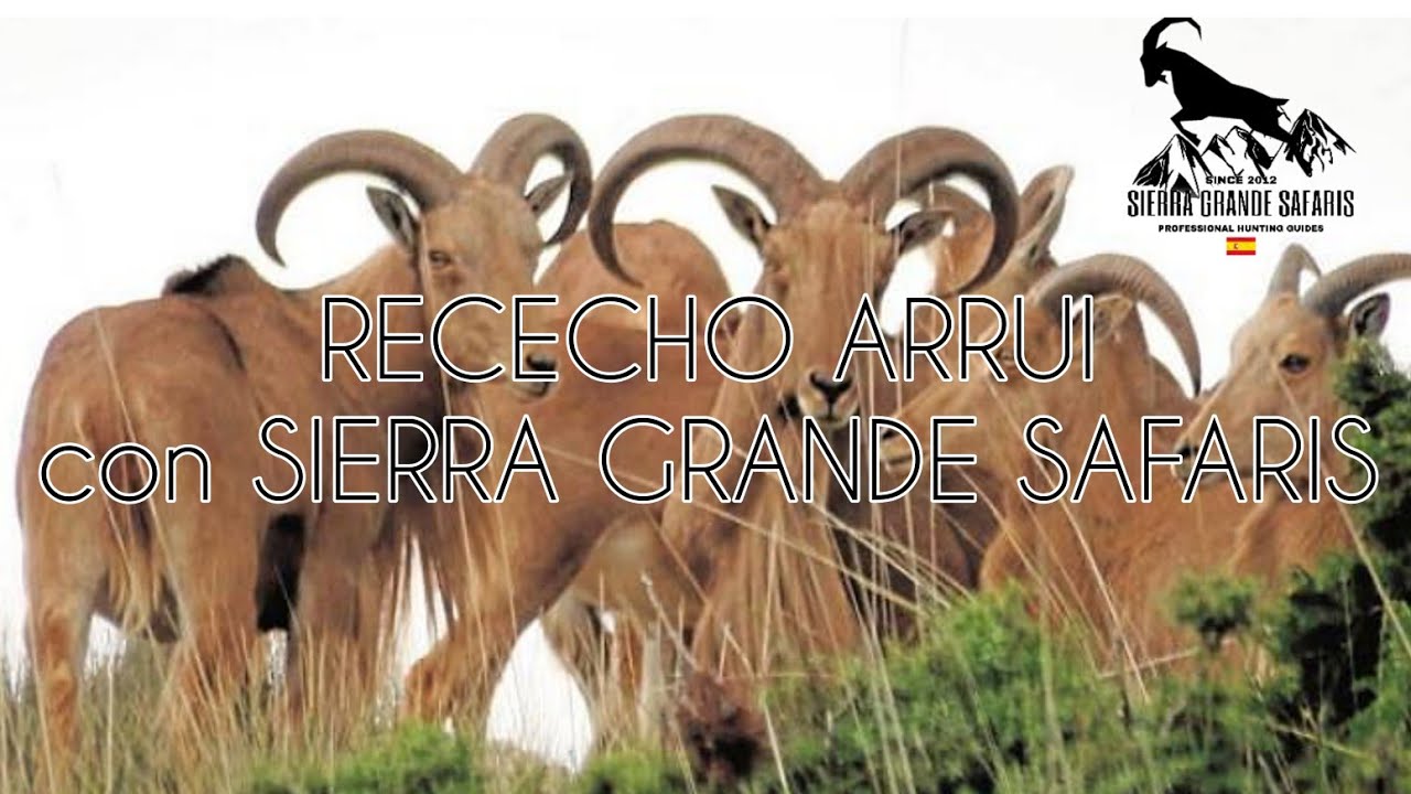 RECECHO ARRUI  / BARBARY SHEEP HUNTING IN SPAIN🇪🇦 SIERRA GRANDE SAFARIS
