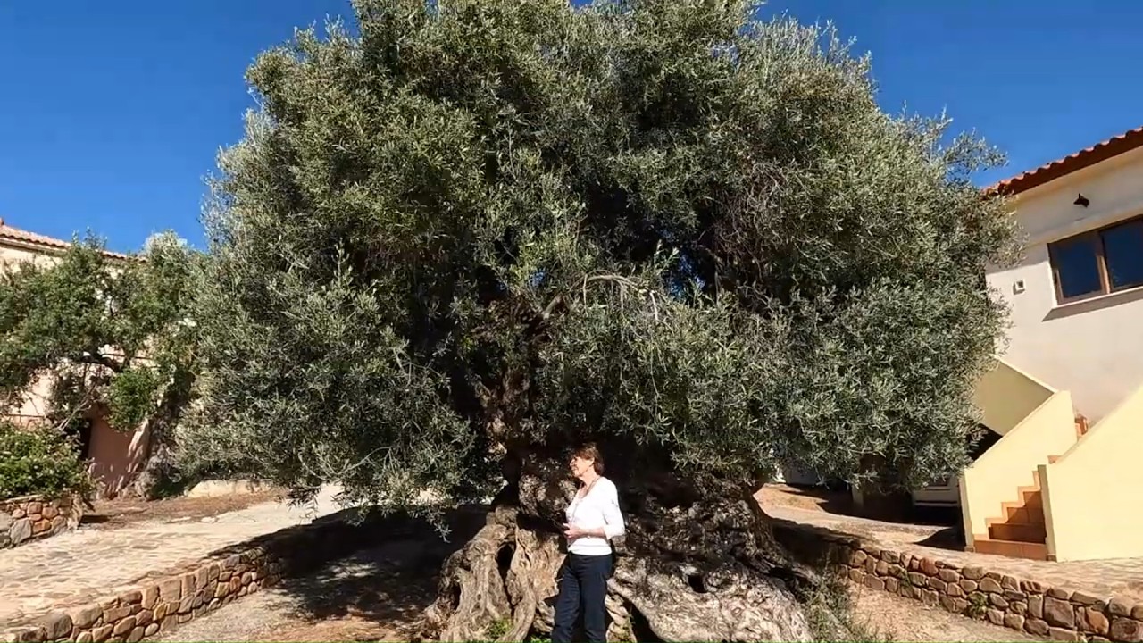 Valma Journeys | The Olive Tree of Vouves – 3,000+ Years of Living History in Crete
