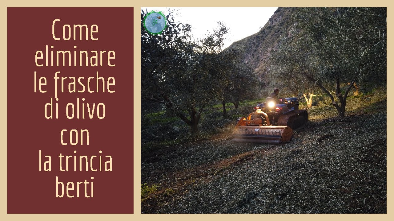 Trinciatura residui di potatura olivo con trattore