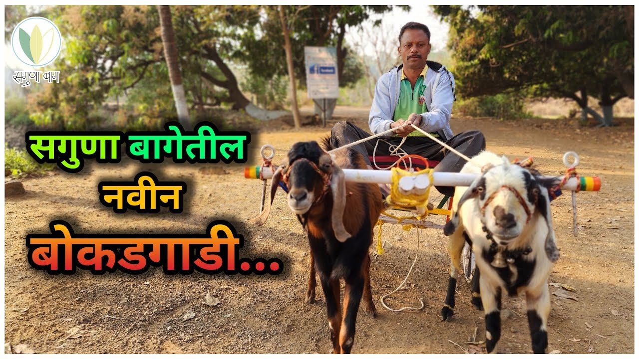 सगुणा बागेतील नवीन बोकडगाडी.  