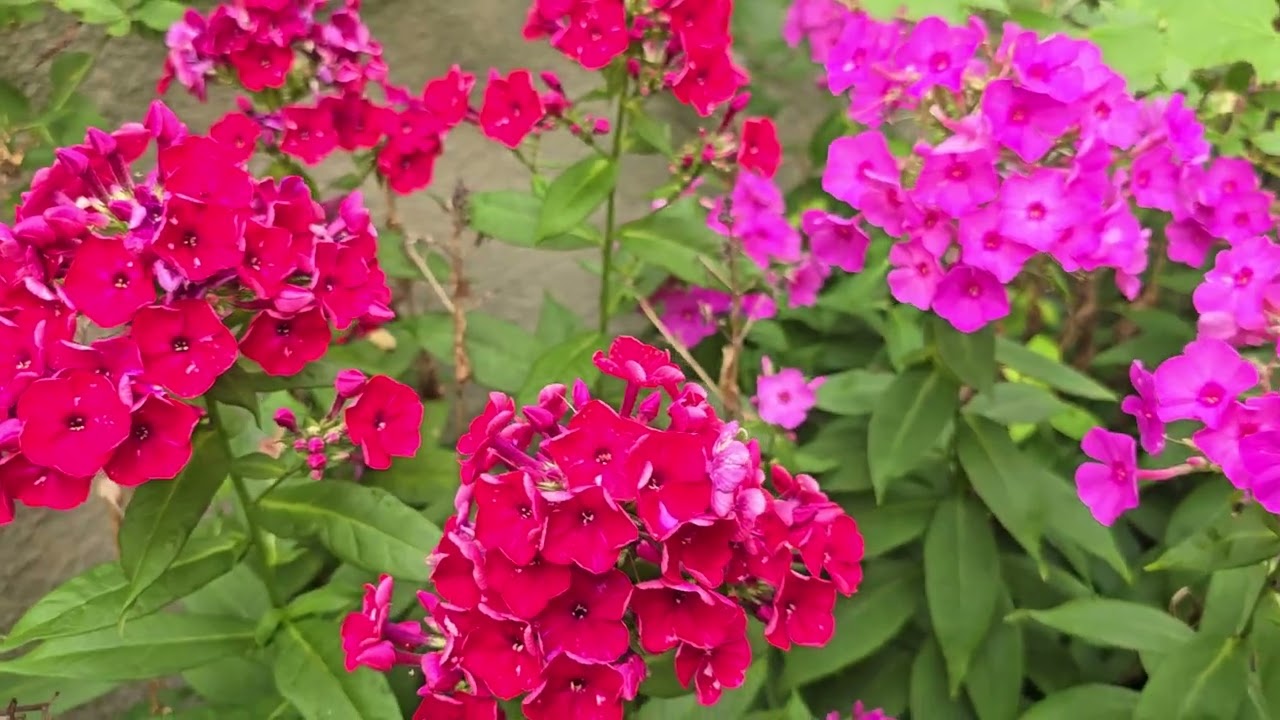 My little garden has lots of flowers 🌸🪻🌹🪴      #highlights #nature #garden #flowers #ideas #backyard