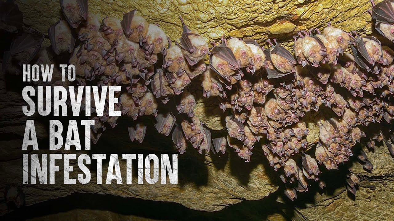 How to Survive a Bat Infestation