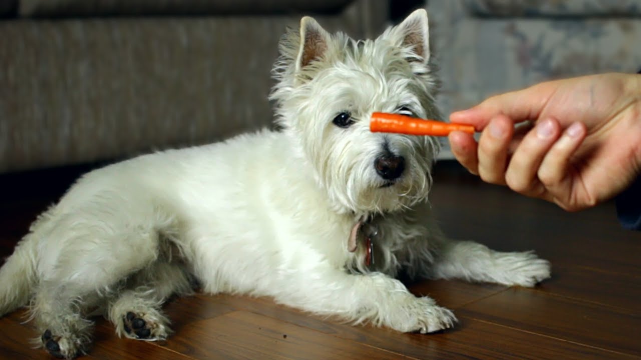 Westie's First Taste of a Yummy Carrot - ASMR Heaven!