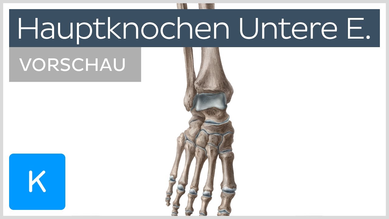 Knochen der unteren Extremit&auml;t (Vorschau) - Anatomie des Menschen |&nbsp;Kenhub