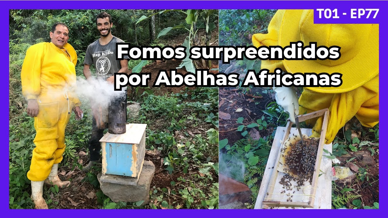 Construindo um Sítio do Zero: Transferindo Abelhas Africanas para caixa - T01 - EP77