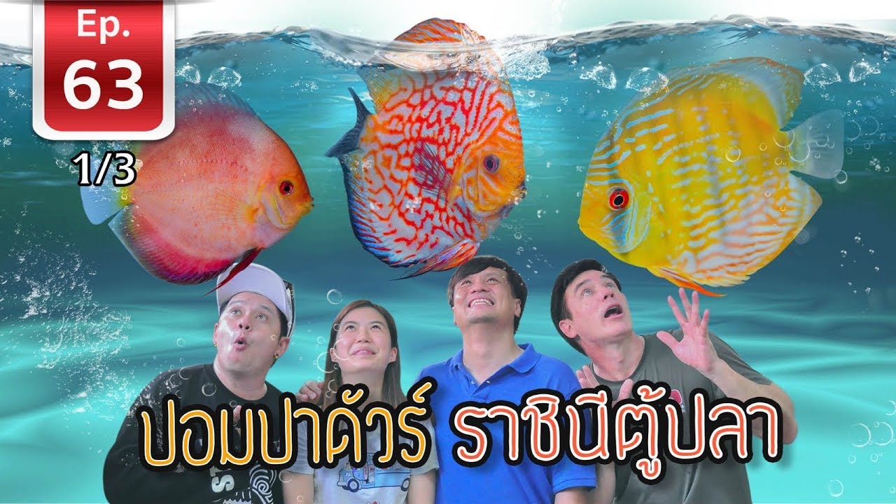 Discus ปอมปาดัวร์ ราชินีตู้ปลา - เพื่อนรักสัตว์เอ้ย EP 63 [1/3]