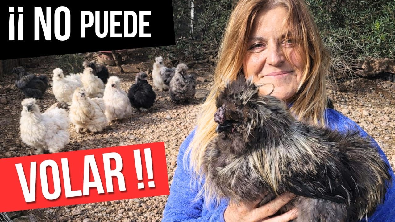 ¿Por qué las gallinas no vuelan bien? Y porqué las sedosas del Japón Silkies no vuelan