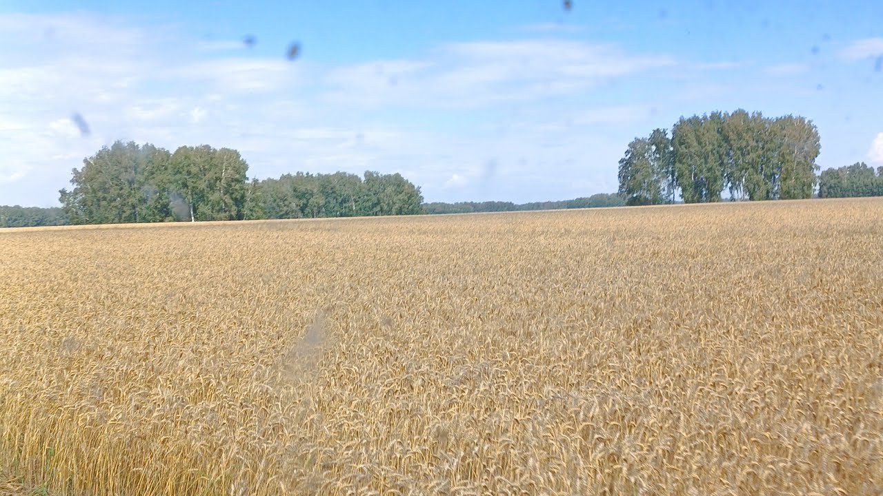 Уборочная 2024.Пшеница. Часть вторая. #farming #gs12 #алтайскийкрай #gs2124 #уборка