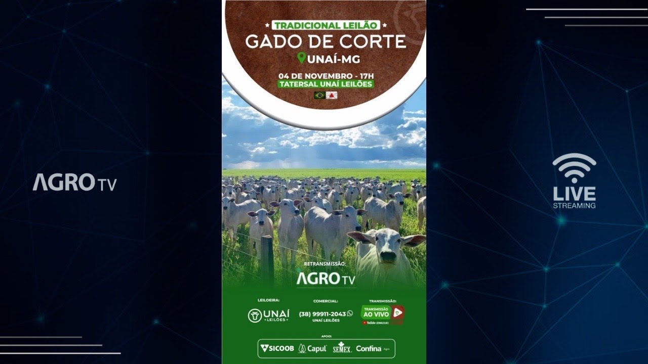 TRADICIONAL LEILÃO DE GADO DE CORTE DA UNAÍ LEILÕES EM UNAÍ - MG