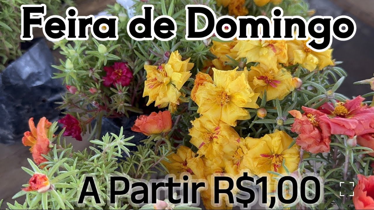 Feira de Domingo - Plantas,Flores e acessórios