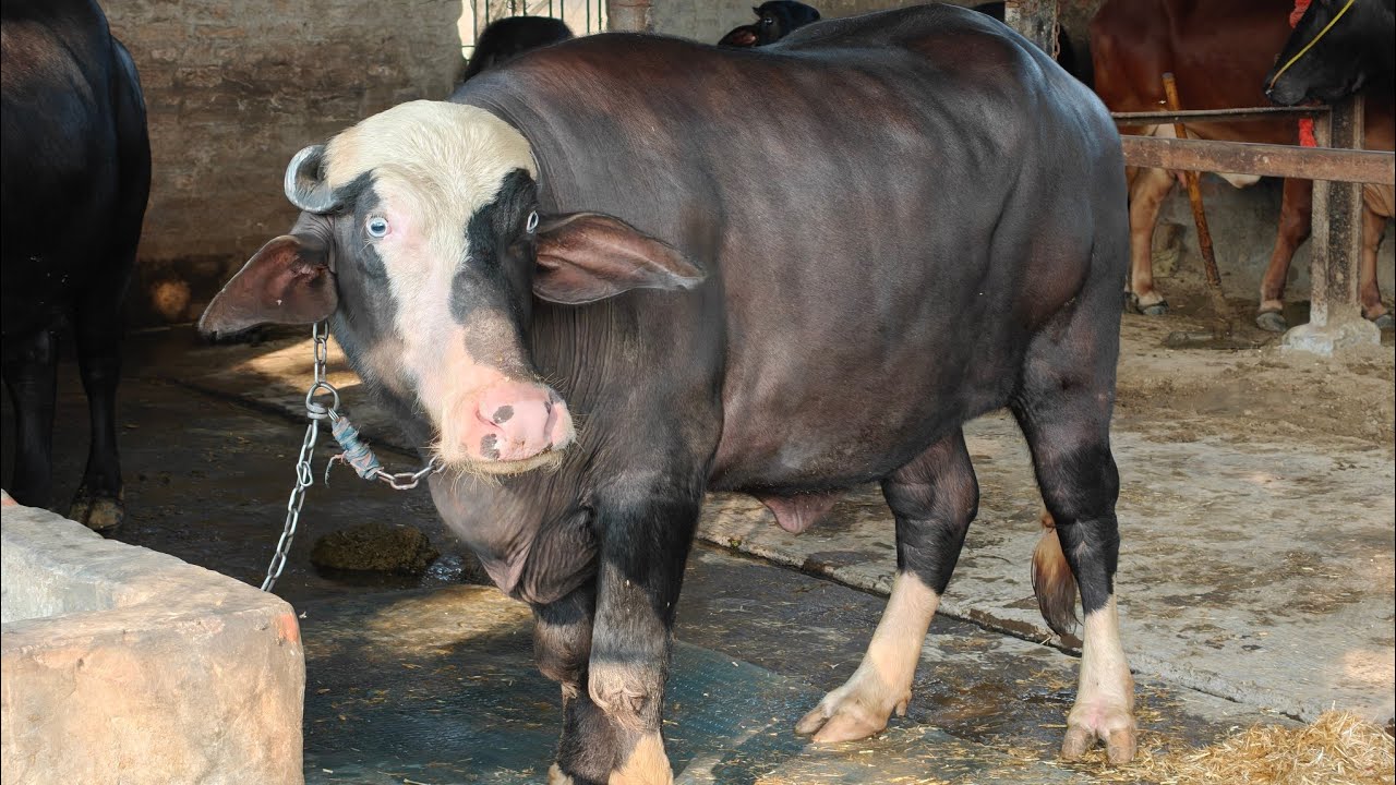 5 Animals for sale, 5 ਪਸ਼ੂ ਵਿਕਾਊ 