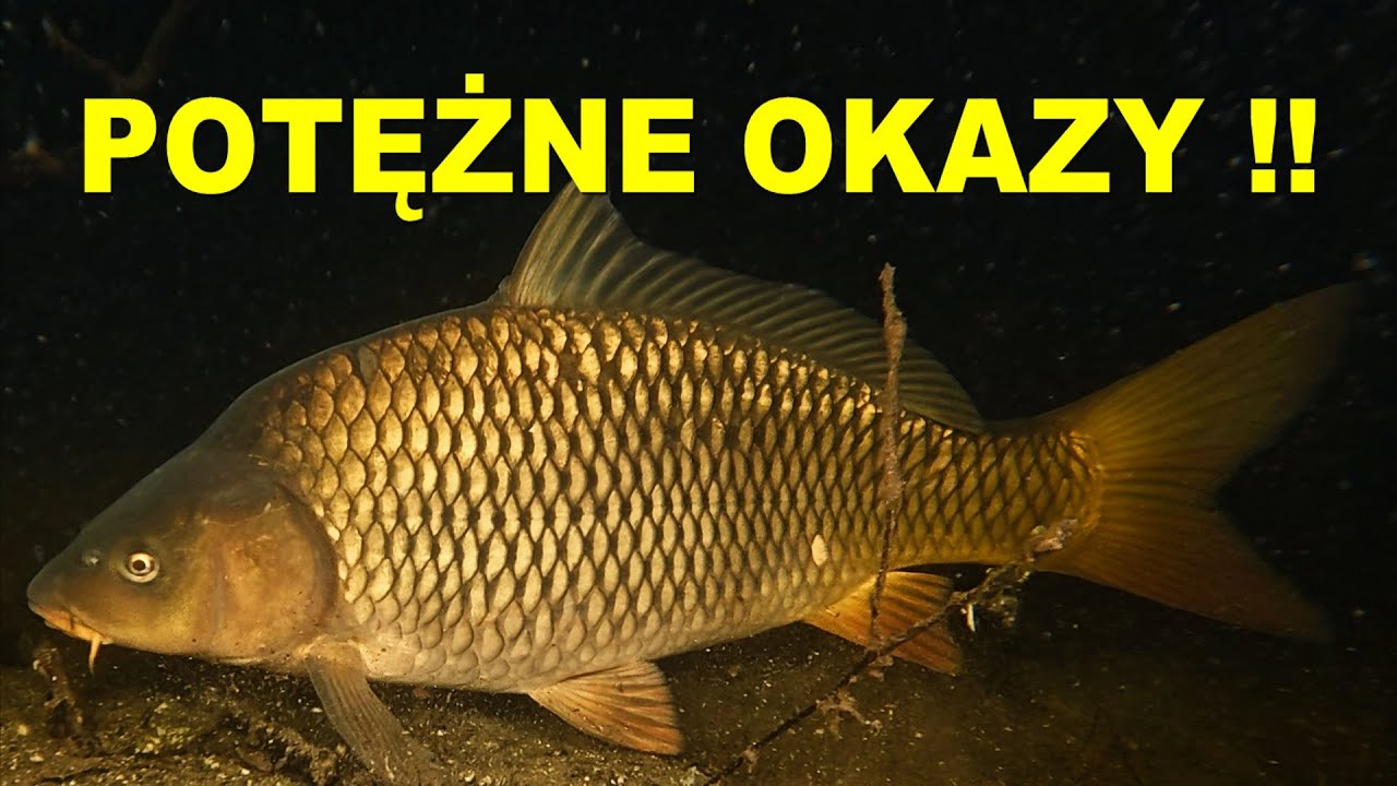 NURKOWANIE 04.10.2024  JEZIORO GŁĘBOCZEK