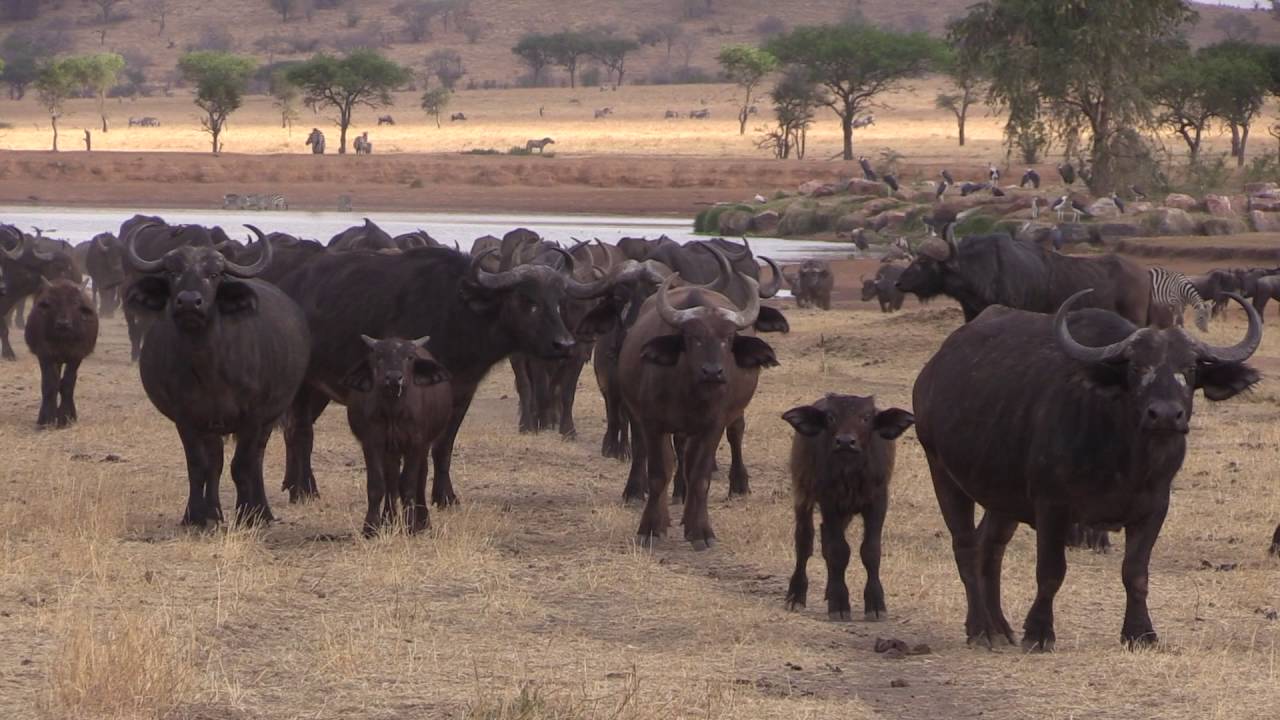 Serengeti Safari  Highlights - September 16