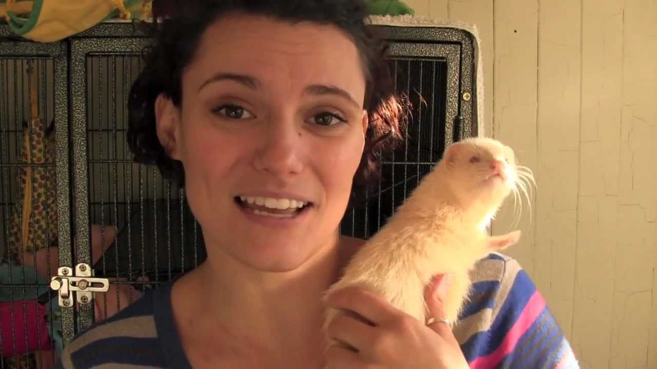 Signs of a ferret in pain - Day 5