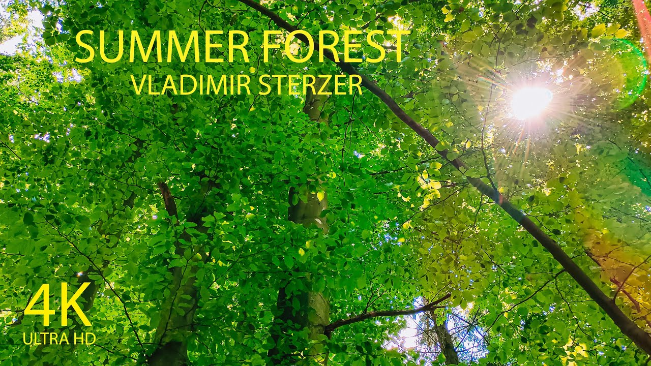 4K Video Nature, Summer Forest, Summer walk with beautiful green trees
