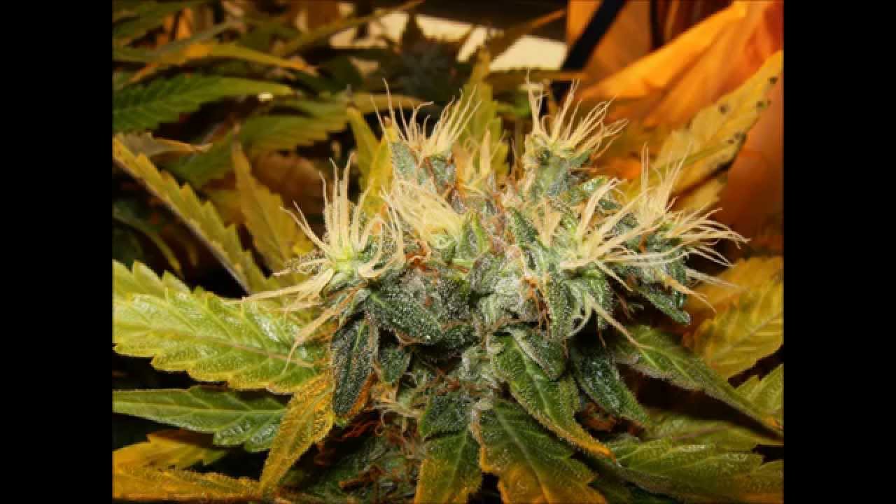 tbone grow room week 7 and 8 bud pics