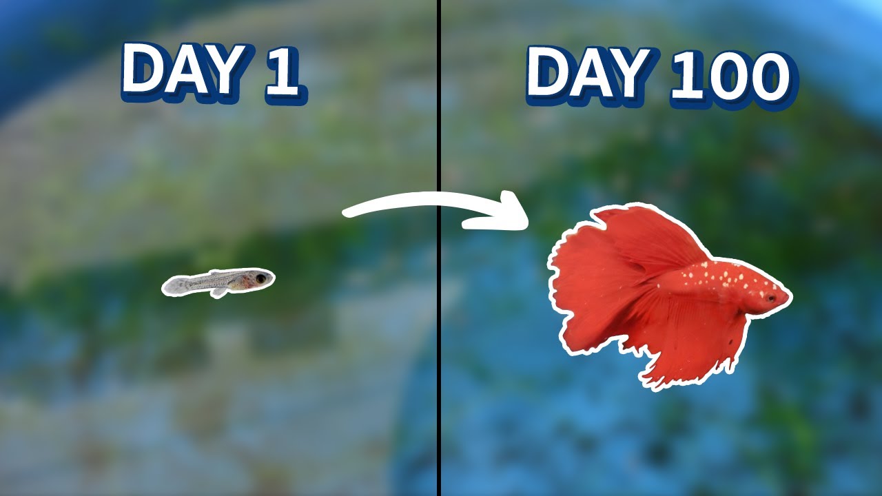 100 วัน เพาะปลา Betta ตั้งแต่เกิดจนโต | Journey 100 Days Betta Fish Breeding & Growing