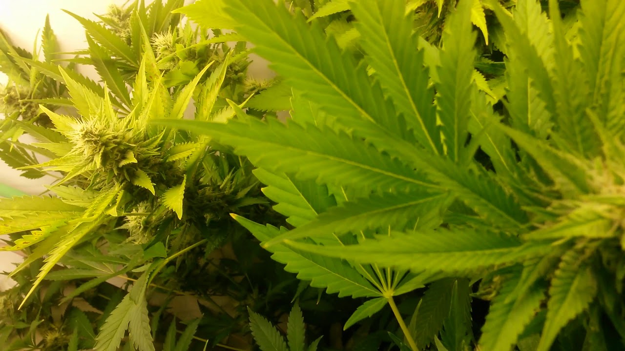 Grow closet update, day 31/20 flower under HLG 100 v2 quantum board grow lights 3000k + far red puck