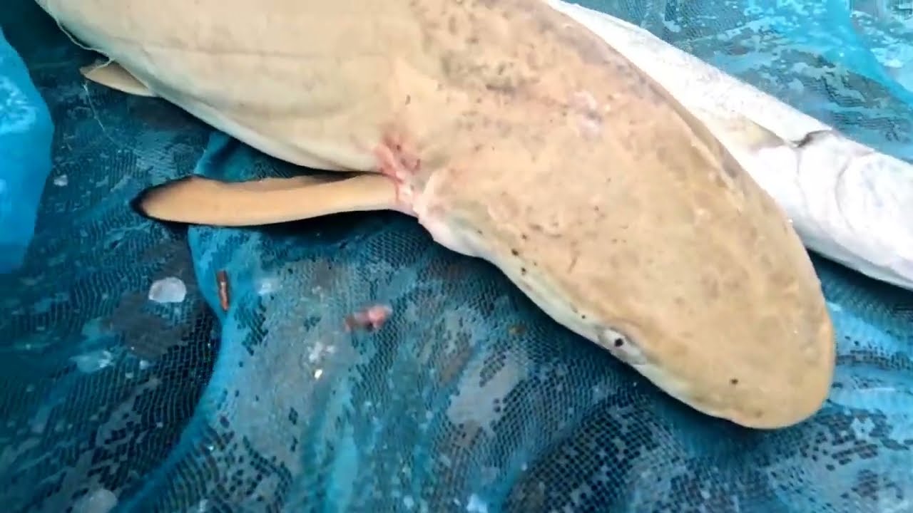 Big Shark কত 😮বরো কামোট মাছ জাল পেতে ধরলাম Andaman fishing 