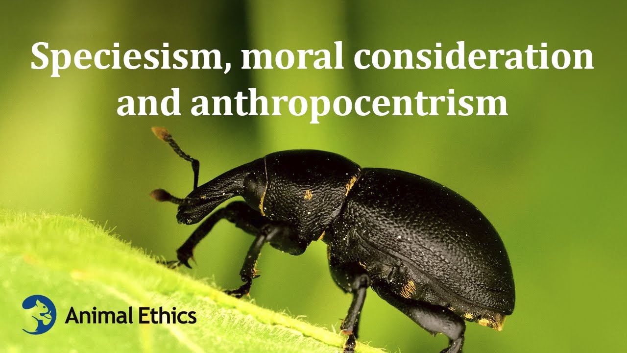 Speciesism, moral consideration and anthropocentrism