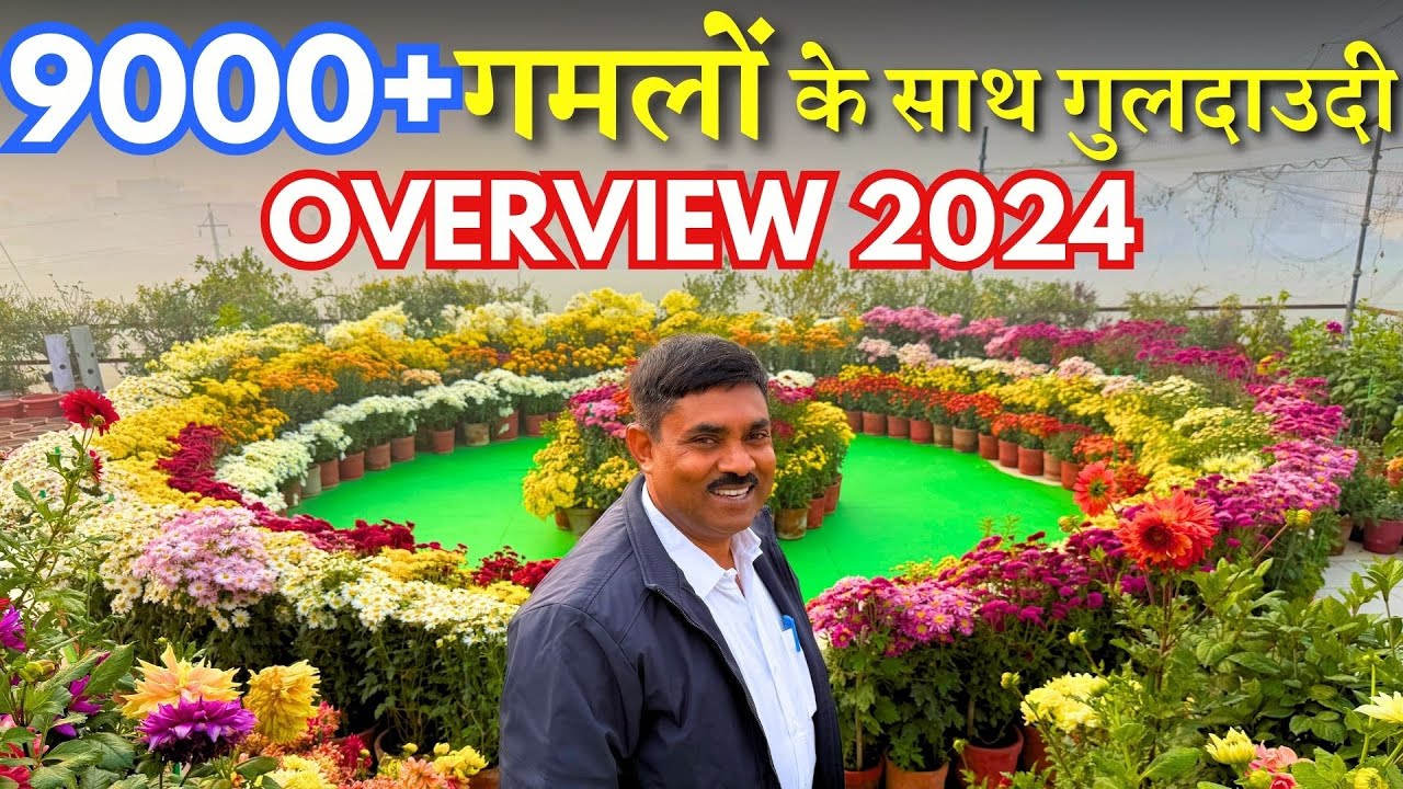 9000+ गमलों के साथ गुलदाउदी Overview || Ramvilas ji's Guldaudi Garden Overview 2024