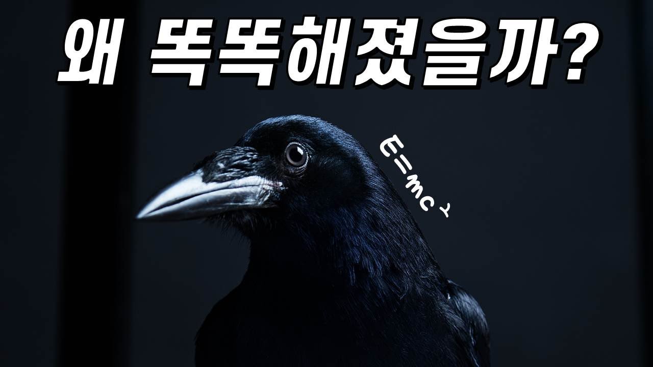 까마귀가 미친 지능을 갖게 된 진짜 이유!｜까마귀의 뇌